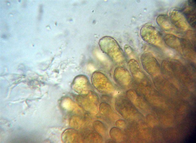 Mycena dal lungo gambo con micro delle spore